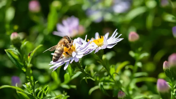 Bee on a flower. A bee gathers nectar from an aster flower. Bee close-up. Selective soft focus
