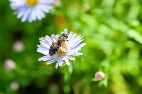Bee on a flower. A bee gathers nectar from an aster flower. Close-up of a bee. Soft focus