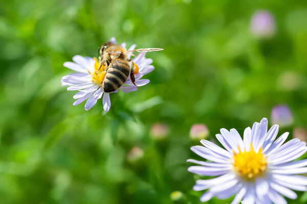 Bee on a flower. A bee collects nectar on an aster flower. Close-up of a bee. Selective soft focus
