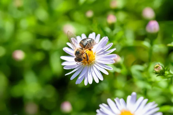 Bee on a flower. A bee collects nectar on aster bushes. Bee close-up. Selective soft focu