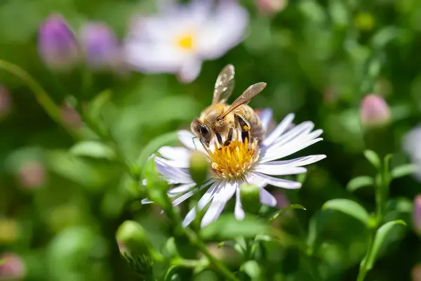 Bee on a flower. A bee collects nectar from an aster bush. Bee close-up. Soft focus
