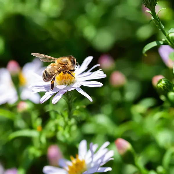 Bee on a flower. A bee collects nectar on aster bushes. Close-up of a bee. Selective soft focus