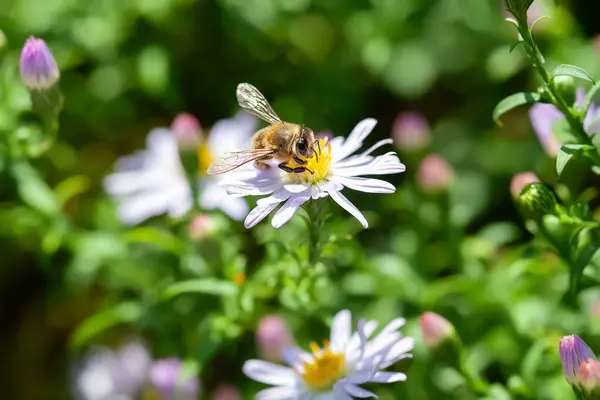 Bee on a flower. A bee collects nectar on aster bushes. Close-up of a bee. Soft focus