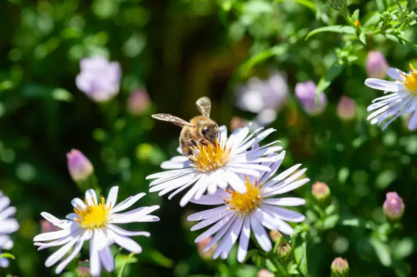 Bee on a flower. A bee collects nectar from an aster bush. Close-up of a bee. Selective soft focus