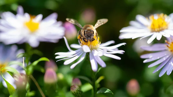 Bee on a flower. A bee gathers nectar from an aster flower. Close-up of a bee on the bushes. Soft focus