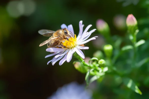 Bee on a flower. A bee gathers nectar from an aster flower. Bee on the bushes close-up. Selective soft focus