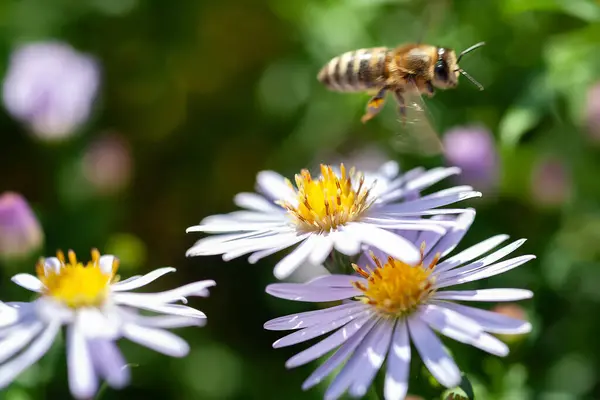 Bee on a flower. A bee collects nectar on an aster flower. Bee on the bushes close-up. Selective soft focus