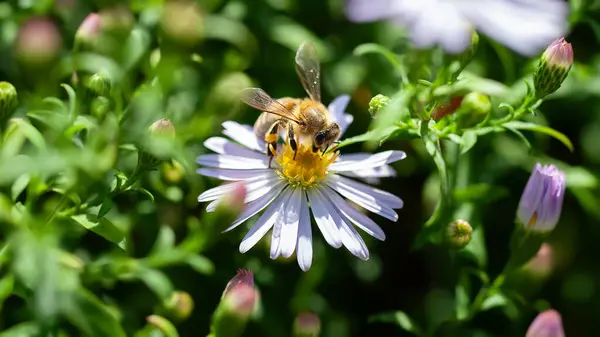Bee on a flower. A bee collects nectar on an aster flower. Bee on the bushes close-up. Soft focus