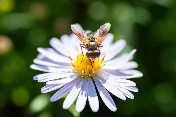 Wasp on a flower. A wasp gathers nectar from an aster flower. Close-up of a wasp on aster bushes. Soft focus