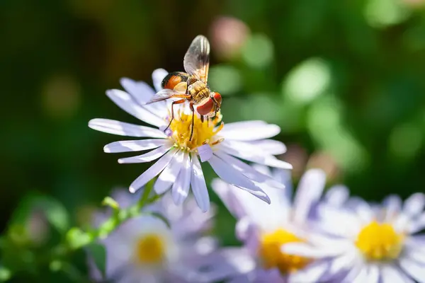 Wasp on a flower. A wasp collects nectar from an aster flower. Close-up of a wasp on aster bushes. Selective soft focus