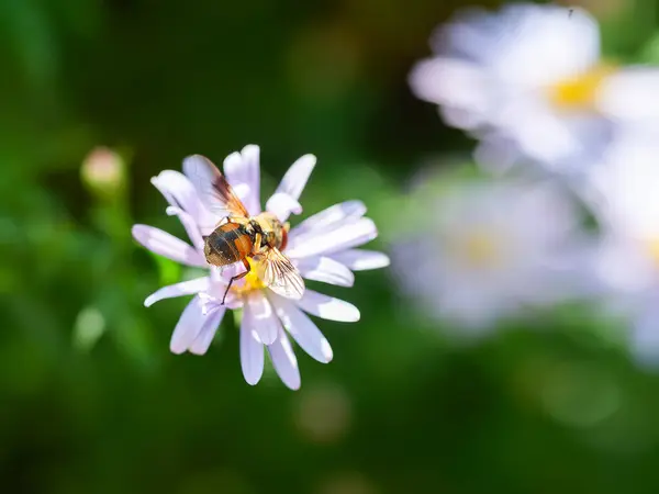 Wasp on a flower. A wasp collects nectar from an aster flower. Close-up of a wasp on aster bushes. Soft focus