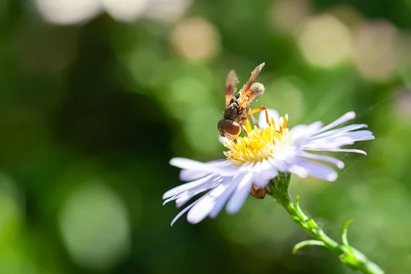 Wasp on a flower. A wasp gathers nectar from an aster flower. Close-up of a wasp on aster bushes. Selective soft focus