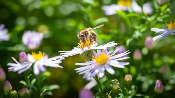 Bee on a flower. A bee gathers nectar from an aster flower. Bee on the bushes close-up. Soft focus