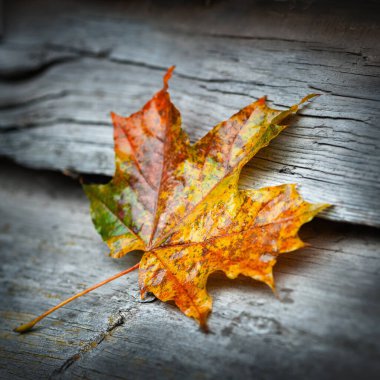 Islak akçaağaç yaprağı. Renkli yaprak. Soluk yaprak yakın plan. Tahta yüzey. Seçici yumuşak odak