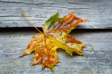 Islak akçaağaç yaprağı. Renkli düşmüş yaprak. Soluk yaprak yakın plan. Tahta yüzey. Seçici yumuşak odak
