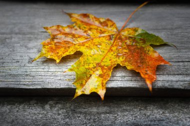 Islak yaprak. Renkli yaprak. Kuruyan yaprak yakın plan. Tahta yüzey. Seçici yumuşak odak