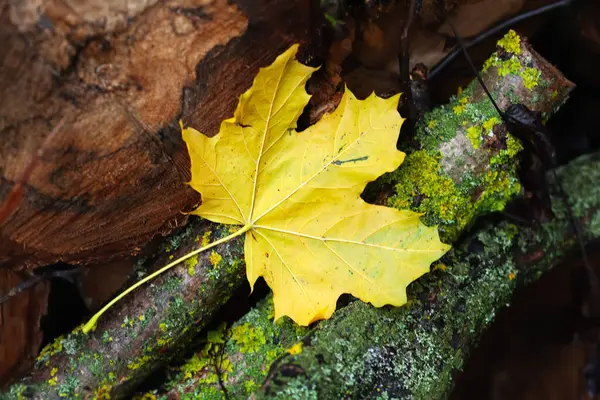 Yellow Leaf Fallen Maple Leaf Close Selective Soft Focus Royalty Free Stock Images