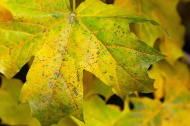 Islak akçaağaç yaprağı. Düşen bir yaprağın dokusu. Kuruyan yaprak yakın plan. Yağmurlu bir hava. Seçici yumuşak odak