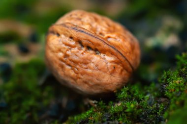 Islak ceviz. Yeşil yosun üstünde ıslak ceviz. Köy tarzı. Yağmurlu bir hava. Seçici yumuşak odak