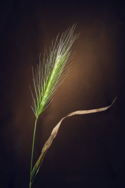 Çim dikenleri. Karanlık bir arka planda çimen dikenlerini kurutmak. Seçici yumuşak odak