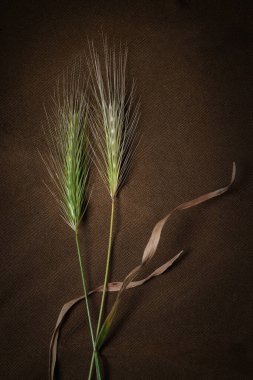 Çim dikenleri. Dokuma üzerinde çim çivileri kurutuyorum. Karanlık bir arka planda hayat