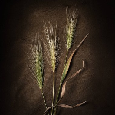 Çim dikenleri. Kumaşın üzerinde çim çivileri kurutmak. Durgun bir dokuda hayat