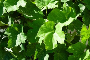 Asma yaprakları taze yeşil üzüm yaprakları dokusudur. Doğal arkaplan