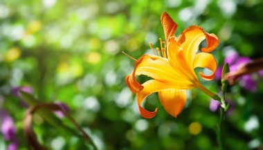 Gündüz çiçeği. Parlayan turuncu günlük yakın çekim. Yumuşak odak