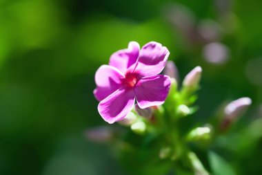 Phlox flowers. Close-up of purple Phlox flowers in the garden. Soft focus clipart