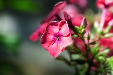 Phlox flowers. Pink Phlox flowers in the garden close-up. Selective soft focus clipart