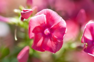 Phlox çiçekleri. Pembe Phlox çiçekleri gün boyunca bahçeye yakın çekim yapar. Yumuşak odak