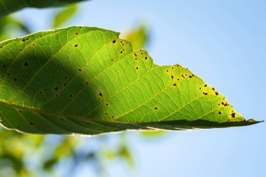Yeşil yaprak. Gökyüzünde parlayan ceviz yaprağı. Seçici yumuşak odak
