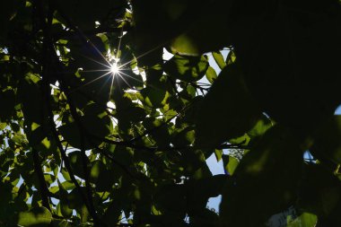 Yoğun yaprakların arasından geçen güneş ışığı. Işık ve gölgenin soyut kontrastı. Seçici odak