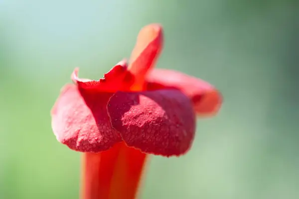 stock image Red-orange flower Campsis. Curly garden flower. Soft focus