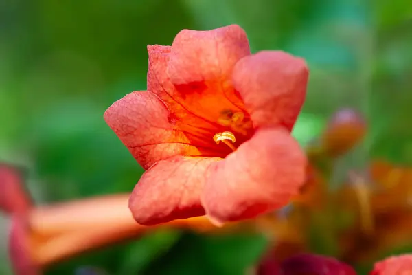 stock image Red-orange Campsis flower. Curly garden flower close-up. Soft focus