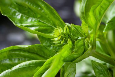 Yeşil fesleğen. Fesleğeni yakından çek. Fesleğen dokusu. Doğal bitki geçmişi. Yumuşak odak