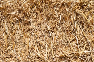 Saman dokusu. Yakından altın sarısı saman yığını. Arka plan için saman. Saman balyaya sıkıca bağlanmış. Seçici odak