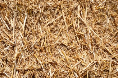 Saman dokusu. Altın sarısı saman yığınına yakın çekim. Arka plan için saman. Samanlar sıkıca balyalanmış. Seçici odak