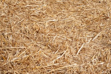 Saman dokusu. Altın sarısı saman yığını. Arka plan yakın çekim için saman. Balyaya sıkıca bağlanmış bir saman. Seçici odak