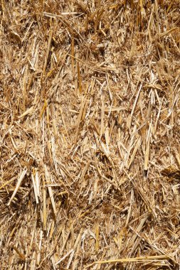 Saman dokusu. Yakından altın sarısı bir saman yığını. Arka plan için saman. Saman balyaya sıkıca bağlanmış. Seçici odak