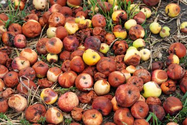 Çürük elma yığını. Şımarık elma. Seçici yumuşak odak