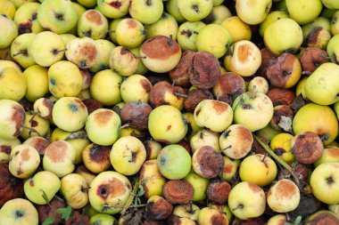 Çürük elmalar. Çürük elma yığını. Seçici yumuşak odak