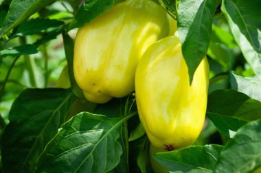 Dolmalık biber yakın plan. Tatlı biberler çalılıklarda olgunlaşıyor. Seçici yumuşak odak