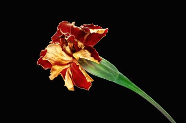 Kadife çiçeği. Siyah arka planda kadife çiçeği kurutmak