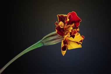 Marigold çiçeği siyah arka planda kurutulmuş kadife çiçeği