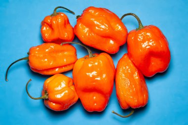 Hot pepper. Heap of orange hot peppers on blue background. Top view clipart