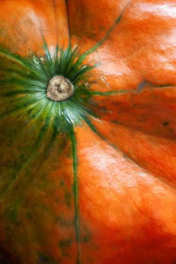 Balkabağım. Mini balkabağı dokusu. Doğa soyut. Seçici yumuşak odak