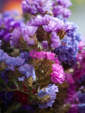Kurumuş çiçekler. Kurumuş yabani çiçekler. Renkli buket yakın plan. Seçici yumuşak odak