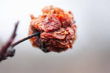 Kurutulmuş elma. Islak solmuş elma yakından. Seçici yumuşak odak