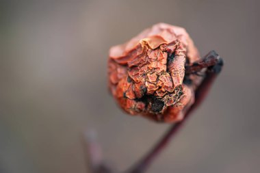 Kuru elma. Islak solmuş elma yakından. Yumuşak odak